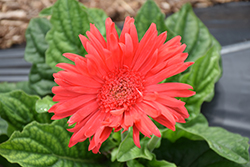 Flori Line Giant Coral Gerbera Daisy (Gerbera 'Giant Coral') at Stonegate Gardens