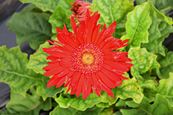 Flori Line Giant Red Gerbera Daisy (Gerbera 'Giant Red') at Stonegate Gardens