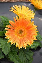 Majorette Sunset Orange Gerbera Daisy (Gerbera 'Majorette Sunset Orange') at Stonegate Gardens