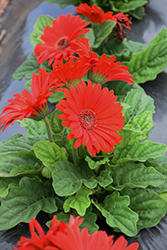 Bengal Red with Eye Gerbera Daisy (Gerbera 'Bengal Red with Eye') at Stonegate Gardens