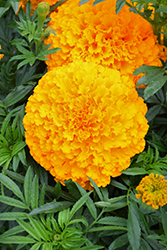 Big Top Orange Marigold (Tagetes erecta 'Big Top Orange') at Stonegate Gardens
