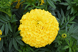 Big Top Yellow Marigold (Tagetes erecta 'Big Top Yellow') at Stonegate Gardens