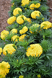 Big Top Yellow Marigold (Tagetes erecta 'Big Top Yellow') at Stonegate Gardens