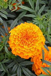 Lady Orange Marigold (Tagetes erecta 'Lady Orange') at Stonegate Gardens