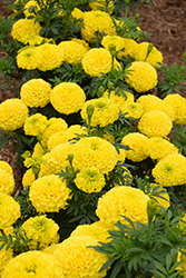 Marvel Yellow Marigold (Tagetes erecta 'PAS1167') at Stonegate Gardens