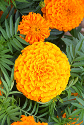 Taishan Orange Marigold (Tagetes erecta 'Taishan Orange') at Stonegate Gardens
