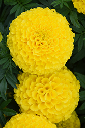 Taishan Yellow Marigold (Tagetes erecta 'Taishan Yellow') at Stonegate Gardens