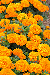 Proud Mari Orange Marigold (Tagetes erecta 'Proud Mari Orange') at Stonegate Gardens