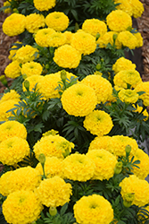Proud Mari Yellow Marigold (Tagetes erecta 'Proud Mari Yellow') at Stonegate Gardens