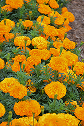 Inca II Orange Marigold (Tagetes erecta 'Inca II Orange') at Stonegate Gardens