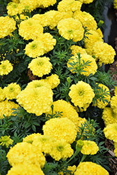 Inca II Yellow Marigold (Tagetes erecta 'Inca II Yellow') at Stonegate Gardens