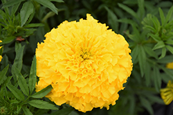 Perfection Yellow Marigold (Tagetes erecta 'Perfection Yellow') at Stonegate Gardens