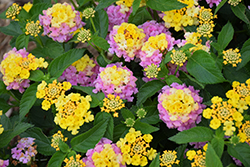 Havana Sunrise Lantana (Lantana 'Havana Sunrise') at Lakeshore Garden Centres