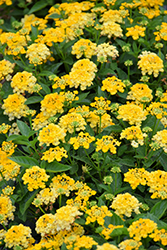 Havana Sunshine Lantana (Lantana 'Havana Sunshine') at Lakeshore Garden Centres