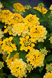 Havana Sunshine Lantana (Lantana 'Havana Sunshine') at Stonegate Gardens