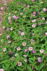 Luscious Pinkberry Blend Lantana (Lantana camara 'Luscious Pinkberry Blend') at Lakeshore Garden Centres