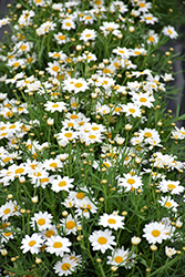 Percussion Perfect White Marguerite Daisy (Argyranthemum 'Percussion Perfect White') at Stonegate Gardens