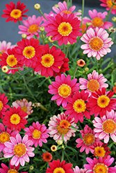 Percussion Scarlet Marguerite Daisy (Argyranthemum 'Percussion Scarlet') at Stonegate Gardens