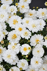 Aramis Double White Marguerite Daisy (Argyranthemum frutescens 'Aramis Double White') at Stonegate Gardens
