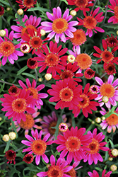Aramis Velvet Red Marguerite Daisy (Argyranthemum frutescens 'Aramis Velvet Red') at Stonegate Gardens