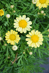 Aramis Yellow Marguerite Daisy (Argyranthemum frutescens 'Aramis Yellow') at Stonegate Gardens