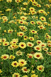 Grandaisy Yellow Daisy (Argyranthemum 'Grandaisy Yellow') at Stonegate Gardens