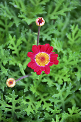 Sassy Red (Argyranthemum frutescens 'Sassy Red') at Stonegate Gardens