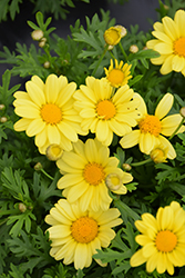 Beauty Yellow Marguerite Daisy (Argyranthemum frutescens 'Beauty Yellow') at Stonegate Gardens