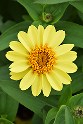 Zahara XL Yellow Zinnia (Zinnia 'Zahara XL Yellow') at Stonegate Gardens