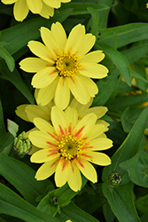 Profusion Lemon Zinnia (Zinnia 'Profusion Lemon') at Lakeshore Garden Centres