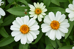 Profusion White Zinnia (Zinnia 'Profusion White') at A Very Successful Garden Center
