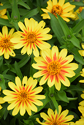 Profusion Yellow Zinnia (Zinnia 'Profusion Yellow') at The Mustard Seed