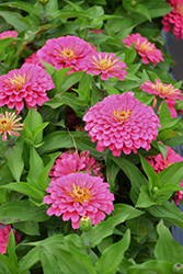 Dreamland Pink Zinnia (Zinnia 'Dreamland Pink') at Lakeshore Garden Centres