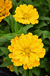 Short Stuff Gold Zinnia (Zinnia 'Short Stuff Gold') at Stonegate Gardens