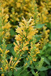 Poquito Butter Yellow Hyssop (Agastache 'TNGAPBY') at Stonegate Gardens