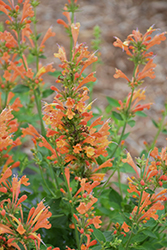 Poquito Orange Hyssop (Agastache 'TNAGAPO') at Stonegate Gardens