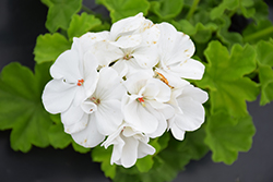 Calliope Medium White Geranium (Pelargonium 'Calliope Medium White') at Stonegate Gardens