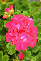 Calliope Large Hot Rose Geranium (Pelargonium 'Calliope Large Hot Rose') at Lakeshore Garden Centres