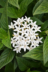 BeeBright White Star Flower (Pentas lanceolata 'BeeBright White') at Stonegate Gardens
