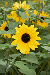 Sunfinity Yellow Dark Center Sunflower (Helianthus 'Sunfinity Yellow Dark Center') at Stonegate Gardens