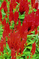 Bright Sparks Scarlet Celosia (Celosia 'Bright Sparks Scarlet') at Stonegate Gardens