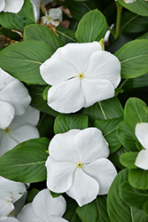 Blockbuster White Vinca (Catharanthus roseus 'Blockbuster White') at Stonegate Gardens