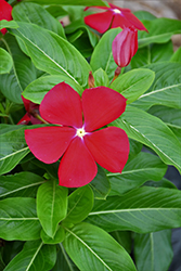 Blockbuster Red with Eye Vinca (Catharanthus roseus 'Blockbuster Red with Eye') at Stonegate Gardens