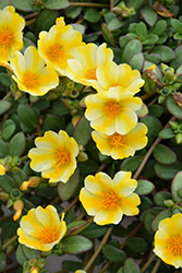 ColorBlast Lemon Twist Portulaca (Portulaca 'LAZPRT1607') at Stonegate Gardens