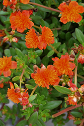 ColorBlast Double Orange Portulaca (Portulaca 'LAZPRT1505') at Stonegate Gardens