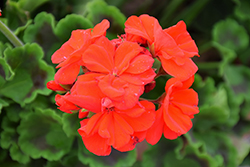 Moxie! Scarlet Geranium (Pelargonium 'Moxie! Scarlet') at Lakeshore Garden Centres