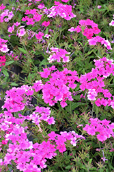 Superbena Pink Shades Verbena (Verbena 'USBENAL20') at Stonegate Gardens