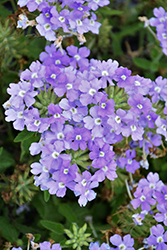 Lanai Blue Eyes Verbena (Verbena 'Lanai Blue Eyes') at Stonegate Gardens