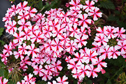 Lanai Candy Cane Verbena (Verbena 'Lanai Candy Cane') at Stonegate Gardens