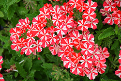 Lanai Compact Red Star Verbena (Verbena 'Lanai Compact Red Star') at Stonegate Gardens